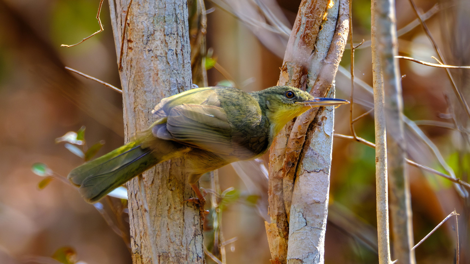 image Long-billed Bernieria